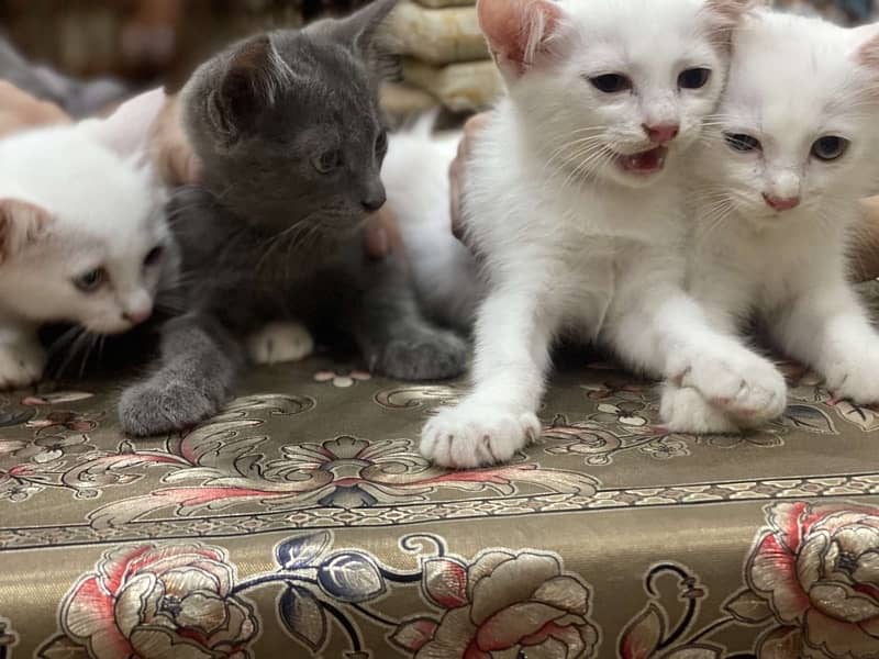 Perccisn cat kittens for sale 5