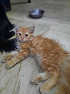 4 kitten Persian Breed for Urgent Sell 0