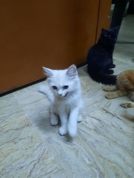4 kitten Persian Breed for Urgent Sell 2