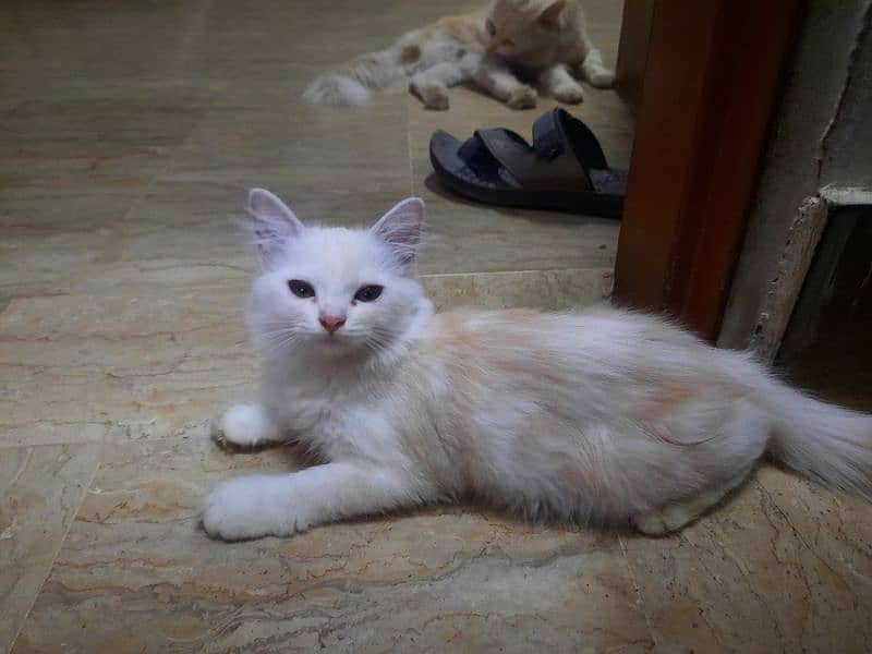 4 kitten Persian Breed for Urgent Sell 4