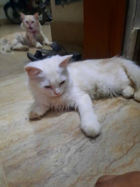 4 kitten Persian Breed for Urgent Sell 5