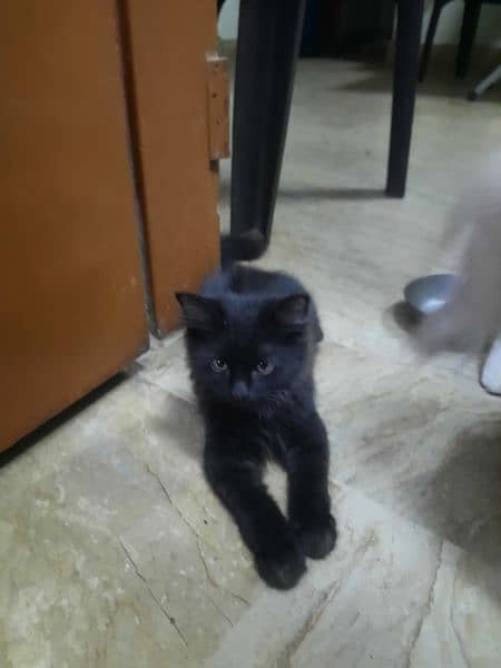4 kitten Persian Breed for Urgent Sell 6