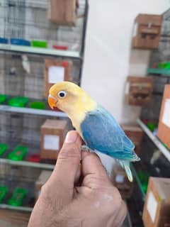 Lovebirds  for Sale | Lovebirds | Albino | Parblue