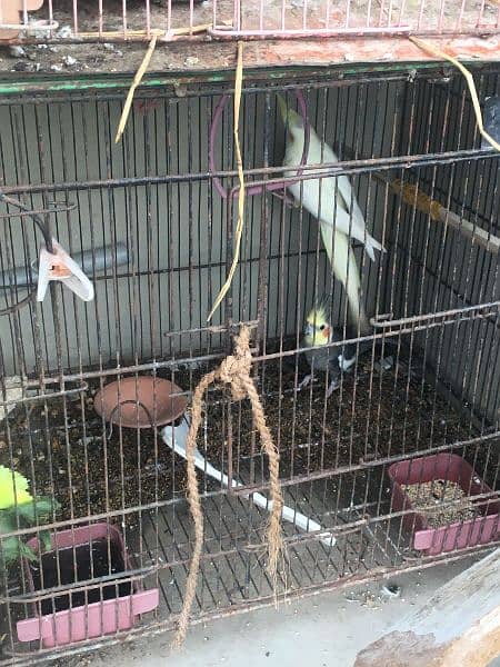 cocktail with cage urgent sale 2