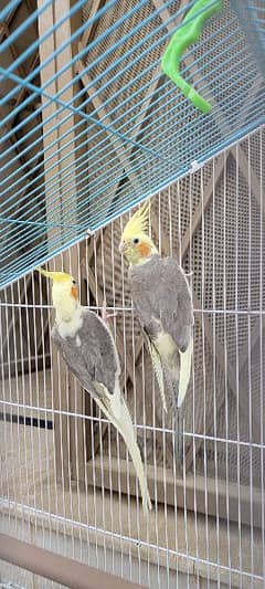 Yellow and Grey Cockatile