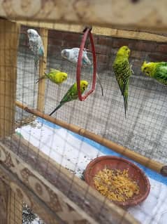 Australian parrots king size breeder pair.