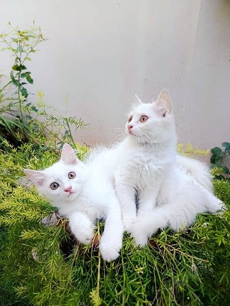 white persian kitten pair doll face 0
