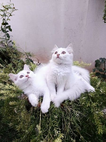 white persian kitten pair doll face 1