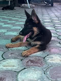 long coat german shepherd puppy for sale