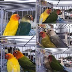 love birds / yellow ring nack  0324-8847543