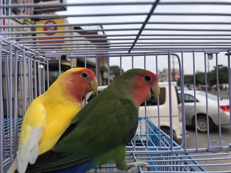 love birds / yellow ring nack  0324-8847543 2