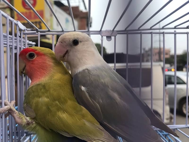 love birds / yellow ring nack  0324-8847543 4