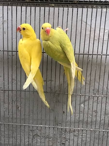 love birds / yellow ring nack  0324-8847543 6