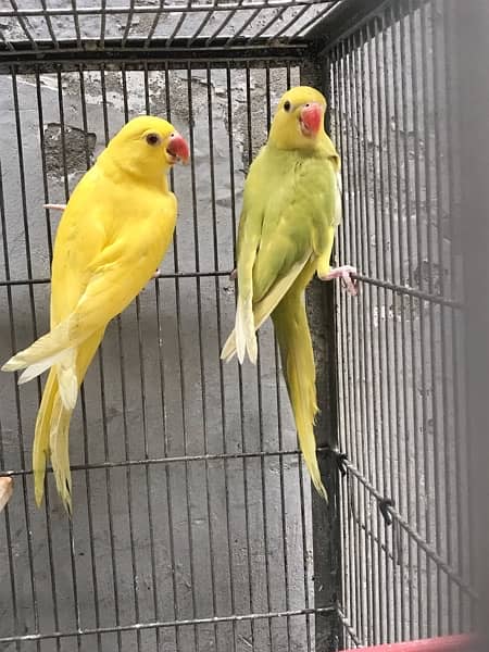 love birds / yellow ring nack  0324-8847543 7