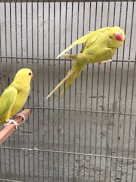 love birds / yellow ring nack  0324-8847543 9