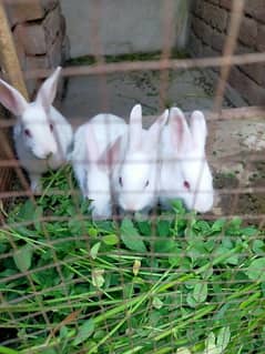 White rabbits for sale