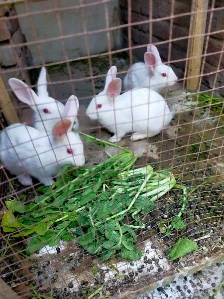 White rabbits for sale 1