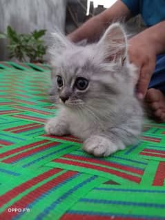 Persian Kitten triple coat