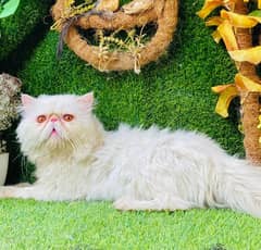 Pure CFA blood line Piki face Male Cat Available For StUd 03095561812