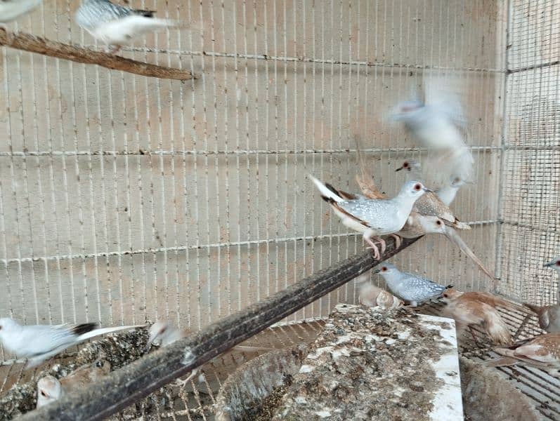 adult white tail and red doves 2