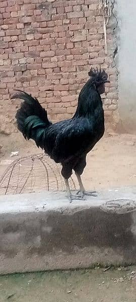 ayam cemani 1