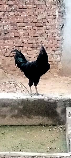 ayam cemani 2