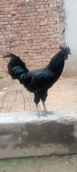 ayam cemani 3