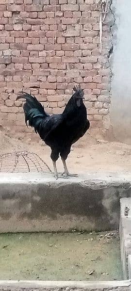 ayam cemani 4