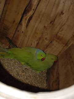 Green Ringneck Breeder Pair parrots tota