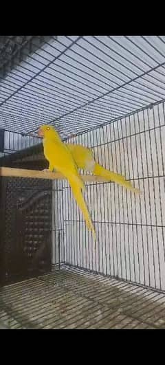 yellow Quality bird's