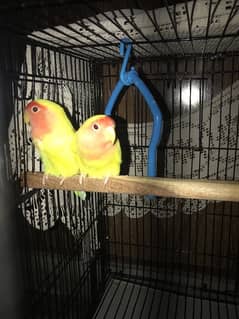 love birds pairs for sale