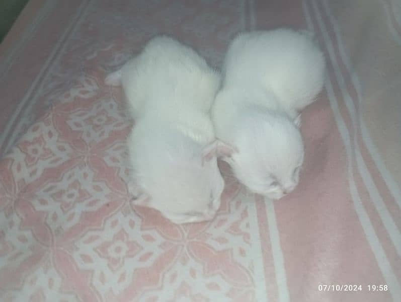 Persian kittens Age 1 month or  6 month 3