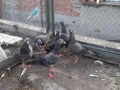 pigeons neela for sale 03224690184