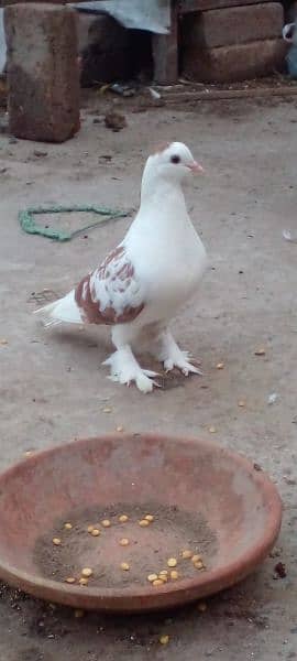 Sherazi Male For sale 7