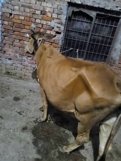 Beautiful Sahiwal Nasal Cow for sale