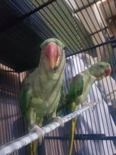 Beautiful Hand Trained Raw Parrot