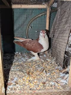 German lal sherazi female for sale