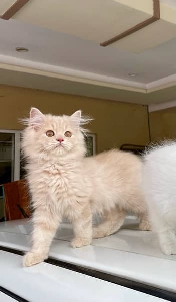 Persian Kittens Available 0