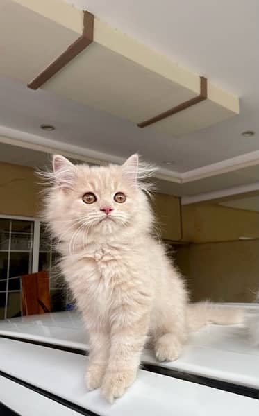 Persian Kittens Available 2