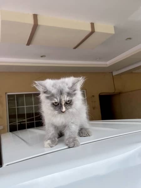 Persian Kittens Available 4