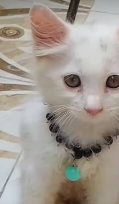 Turkish angora triple coated 0