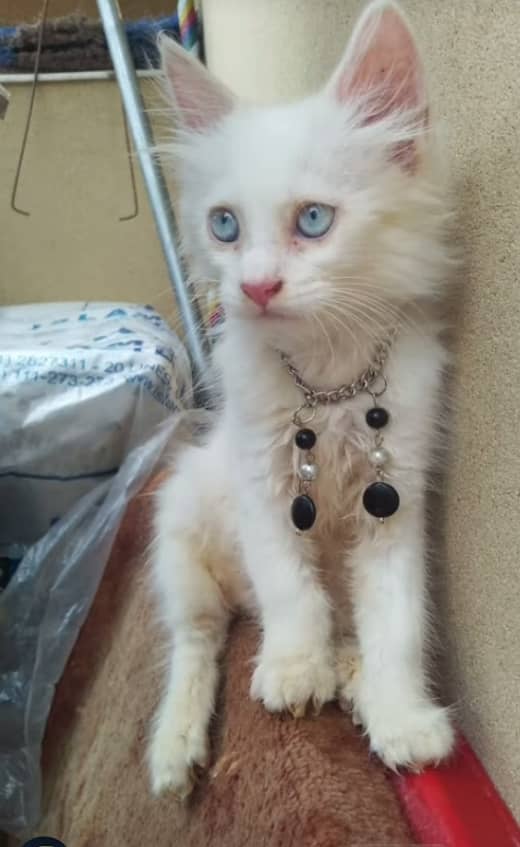 Turkish angora triple coated 2