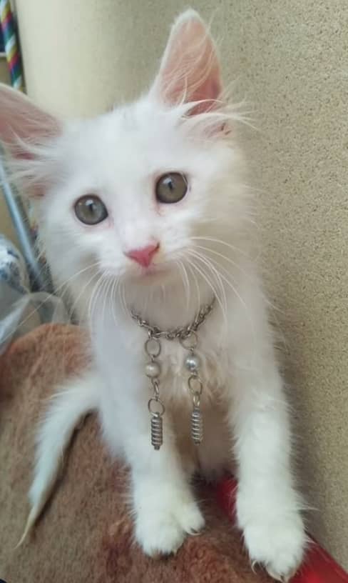 Turkish angora triple coated 5