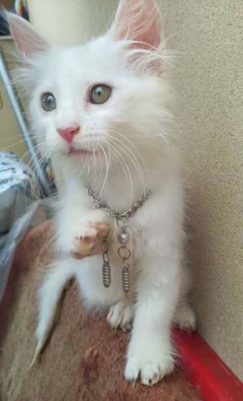 Turkish angora triple coated 6