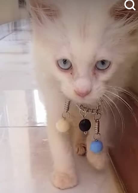 Turkish angora triple coated 7