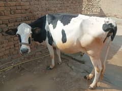 Nasli Milky Cow For Sell