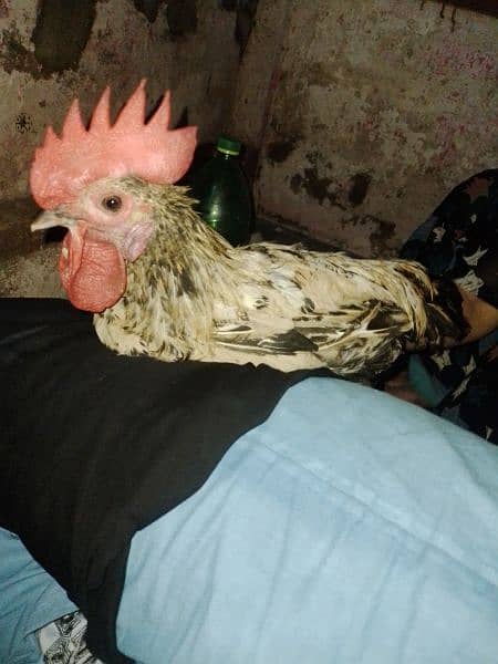 male hen 0