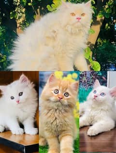 piki face parshion kitten   triple Cote kitten cat male and female