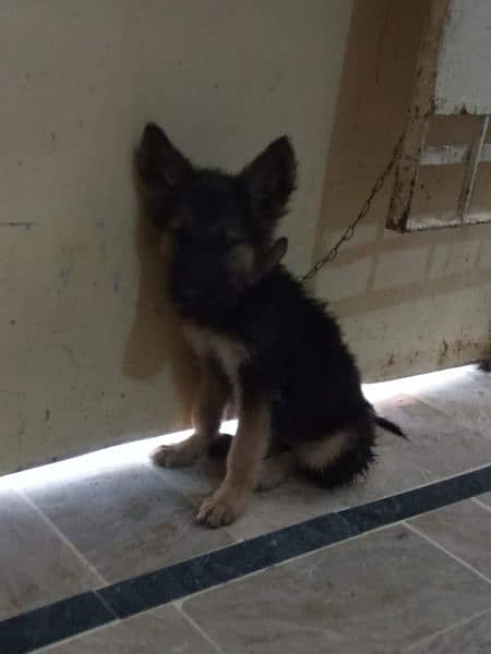 German shepherd (Female] 3