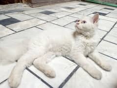 Persian cat triple coat light blue eyes